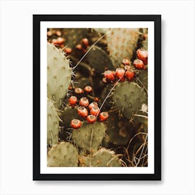 Prickly Pear Cactus Art Print