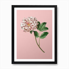 Vintage Tree Peony Botanical on Soft Pink n.0470 Art Print