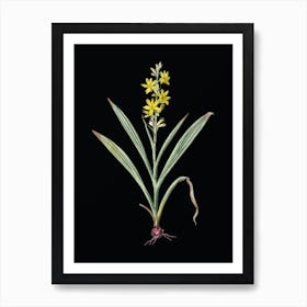 Vintage Wachendorfia Thyrsiflora Botanical Illustration on Solid Black n.0350 Art Print
