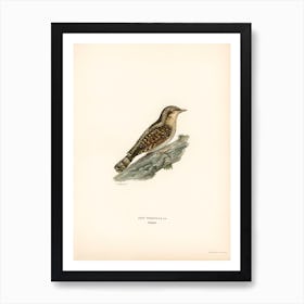 Eurasian Wryneck, The Von Wright Brothers Art Print