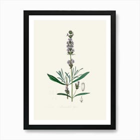 Vintage Botanical John Stephenson and James Morss Churchill Art Print _2731673 Póster