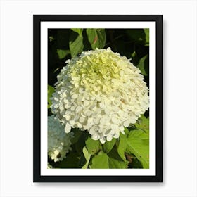 White Hydrangea Art Print