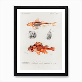 Different Types Of Fishes, Charles Dessalines D'Orbigny 2 Art Print