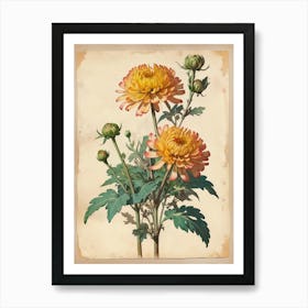 Vintage Of Herbarium Chrysanthem Art Print