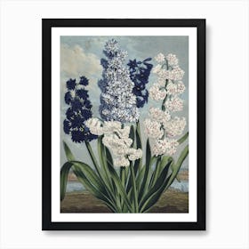 Vintage Thornton 6 Hyacinths Art Print