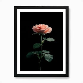 Pink Rose On Black Background 54 Art Print