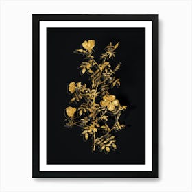 Vintage Hedge Rose Botanical in Gold on Black n.0336 Art Print