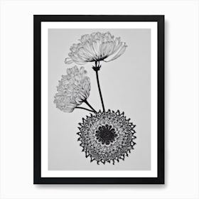 Queen Anne's Lace B&W Pencil 3 Flower Art Print