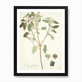 Cyperus Art Print