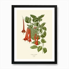 Fuchsia 7 Art Print