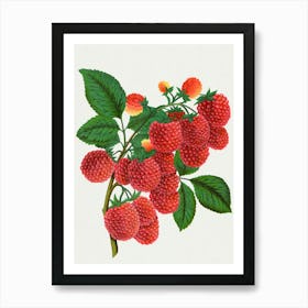 Raspberries Art Print