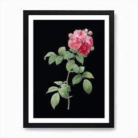Vintage Seven Sisters Roses Botanical Illustration on Solid Black n.0711 Art Print