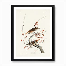 Hermit Thrush, Birds Of America, John James Audubon Art Print