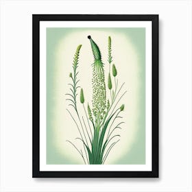 Horsetail Wildflower Vintage Botanical Art Print