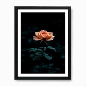 Dark Rose 60 Art Print