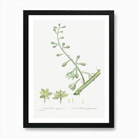 Furcraea Gigantea, Pierre Joseph Redoute 1 Art Print