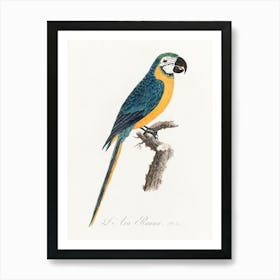 Blue & Yellow Macaw From Natural History Of Parrots, Francois Levaillant Art Print