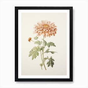 Chrysanthemums Flower Vintage Botanical 1 Art Print