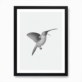 Kiwi B&W Pencil Drawing 1 Bird Art Print