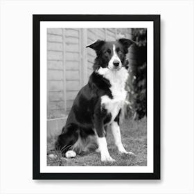 That Border Collie look Art Print