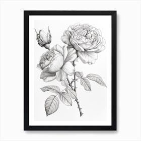 Roses Sketch 16 Art Print