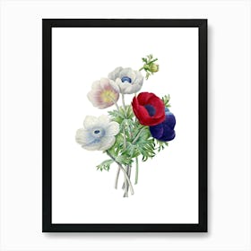 Vintage Anemone Simplex Botanical Illustration on Pure White n.0173 Art Print