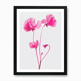 Hot Pink Sweet Pea 2 Art Print