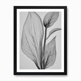 Anthurium B&W Pencil 2 Flower Art Print