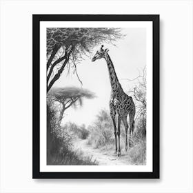 Giraffe With The Acacia Tree 4 Art Print