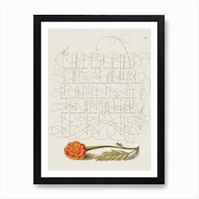 French Marigold From Mira Calligraphiae Monumenta, Joris Hoefnagel Art Print