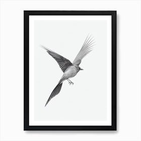 Blackbird B&W Pencil Drawing 3 Bird Art Print