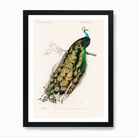 Indian Peafowl (Pavo Cristatus), Charles Dessalines D' Orbigny Art Print