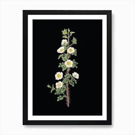 Vintage Scotch Rose Bloom Botanical Illustration on Solid Black n.0776 Art Print