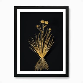 Vintage Blue Corn Lily Botanical in Gold on Black n.0358 Art Print