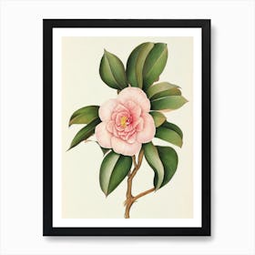 Camellia Vintage Botanical 3 Flower Art Print