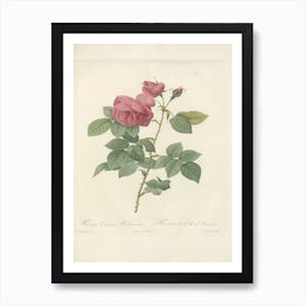 Rose Illustration, Pierre Joseph Redoute, Pierre Joseph Redoute(136) Art Print