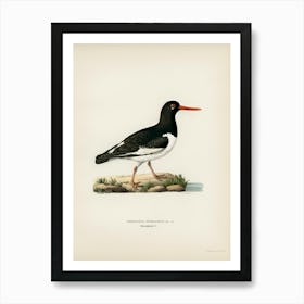 Eurasian Oystercatcher, The Von Wright Brothers Art Print