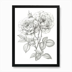 Roses Sketch 21 Art Print