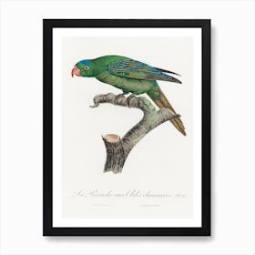 The Blue Naped Parrot From Natural History Of Parrots, Francois Levaillant Art Print