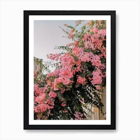 Pink Bougainvillea, pink flowers in the streets of Puglia, Italy | travel photography Art Print