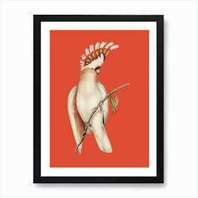 Cockatoo - Orange Art Print