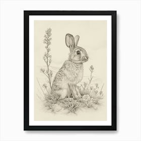 Argente Rabbit Drawing 3 Art Print