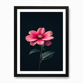 Pink Flower On Black Background 16 Art Print