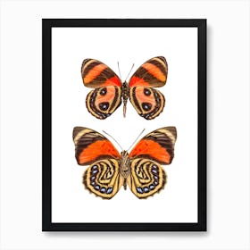 Two Orange Butterflies Art Print