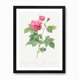 Bourbon Rose, Pierre Joseph Redoute Art Print