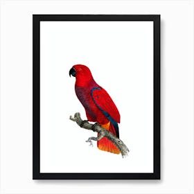 Vintage Eclectus Parrot Bird Illustration on Pure White 1 Art Print