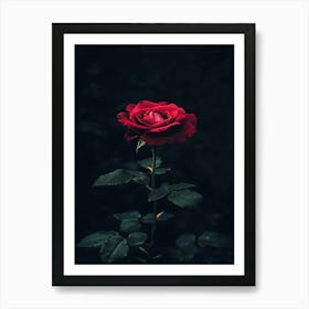 Dark Rose 106 Art Print