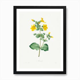 Mimulus, Pierrejoseph Redouté Art Print