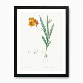 Ixia Miniata, Pierre Joseph Redoute Art Print