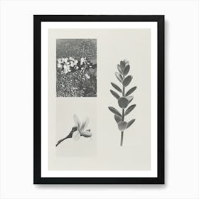 Freesia Flower Photo Collage 3 Art Print